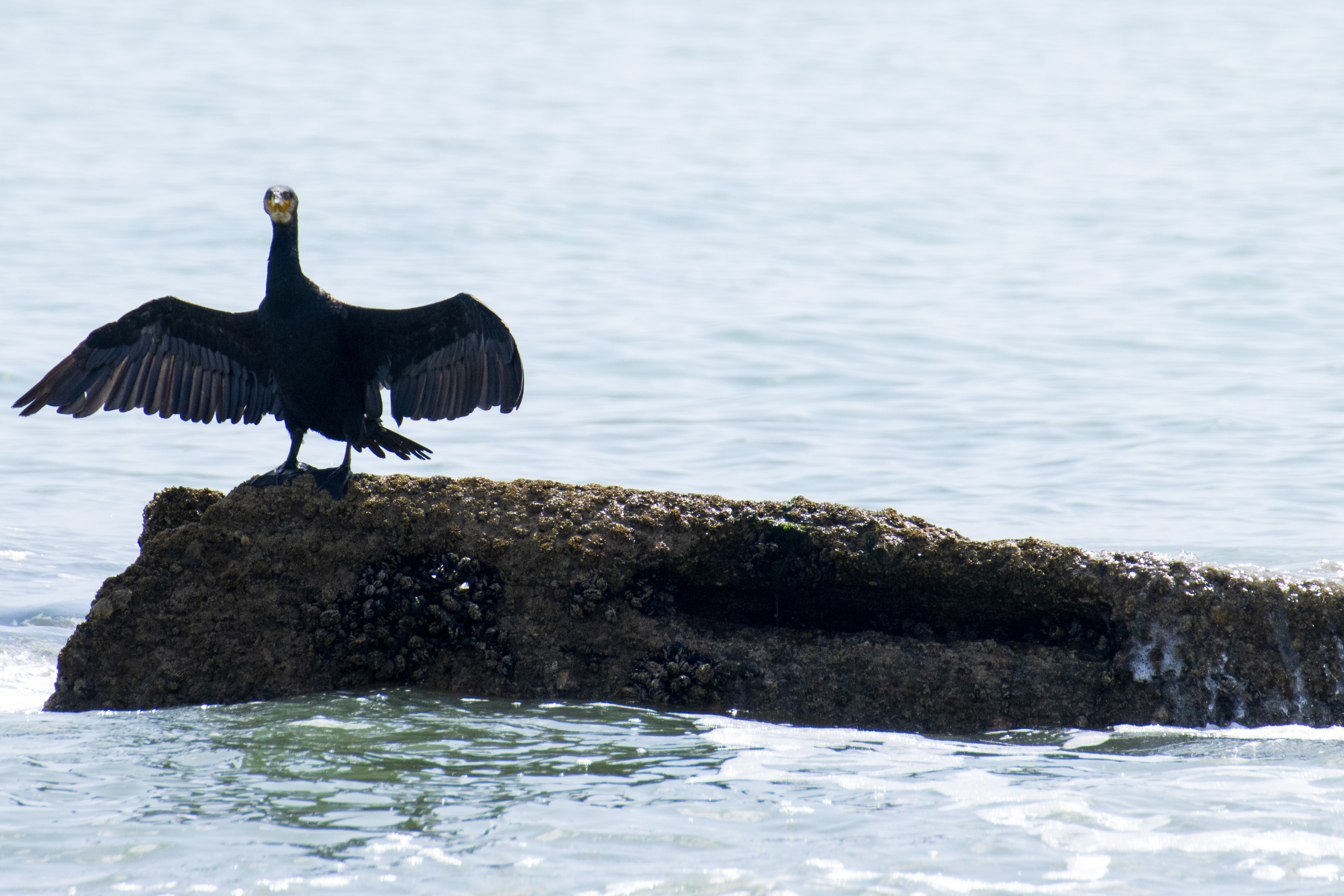 Cormorant at St Leonards