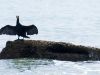 Cormorant at St Leonards